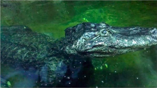 Moskva láká na Hitlerova krokodýla